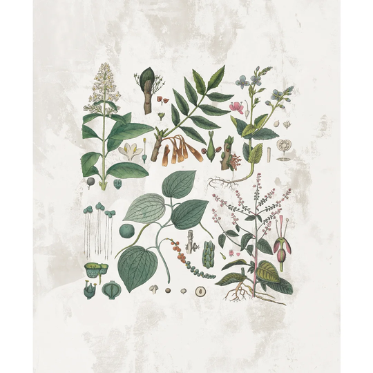 Vintage Botanicals - Wrapped Canvas Painting Print