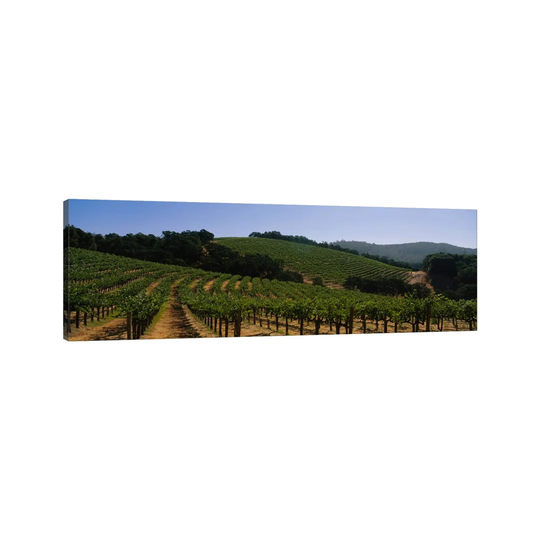 Hillside Vineyard Landscape, Napa Valley AVA, California, USA