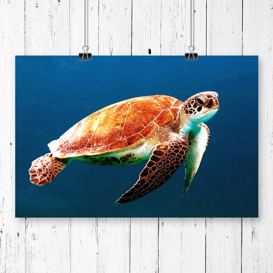 'Sea Turtle' Graphic Art