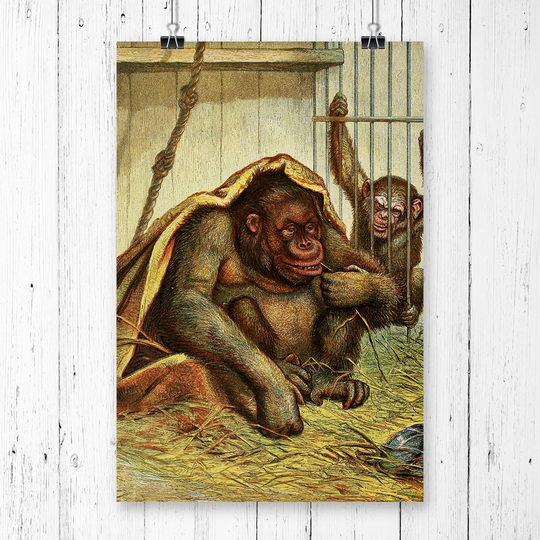 'Vintage Natural History Chimpanzee' Graphic Art