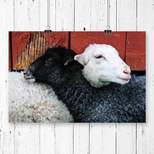 'Black and White Sheep' Photographic Print