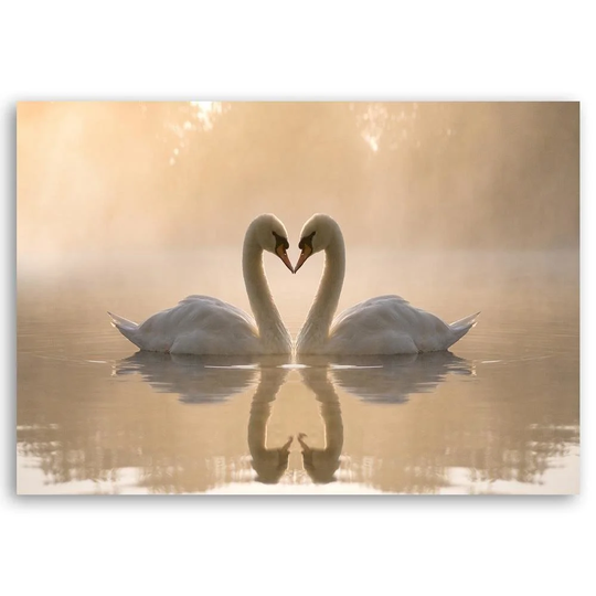 Canvas print, Swans on a pond in the morning