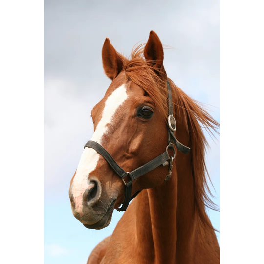 Portrait of a Chestniut Stallion - Wrapped Canvas Photograph