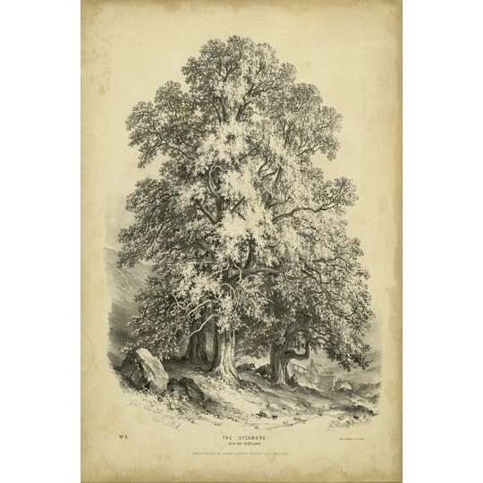 The Sycamore by George Barnard - Wrapped Canvas Art Prints