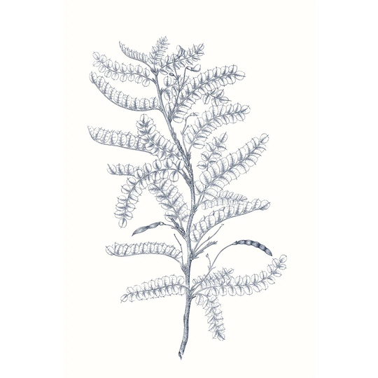 Indigo Botany Study II by Vision Studio - Wrapped Canvas Drawing