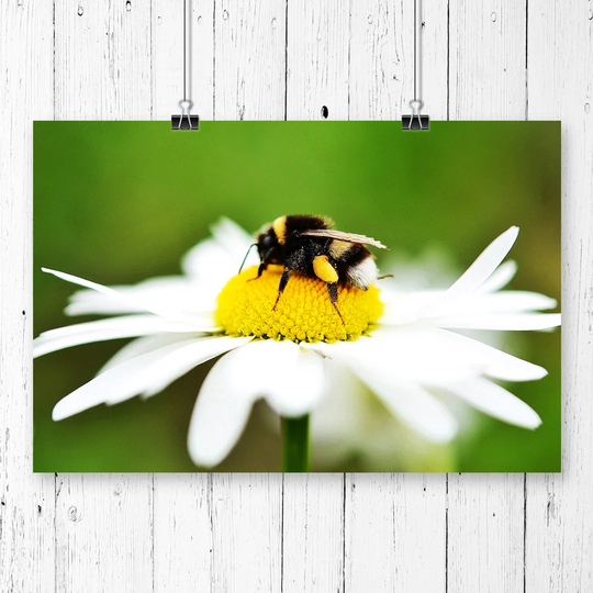 'Bumble Bee White Daisy' Graphic Art