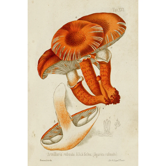 Mushroom Varieties VII - Wrapped Canvas Painting