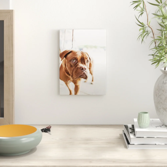 'Dogue de Bordeaux Dog' Graphic Art