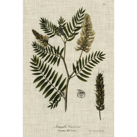 Linen & Leaves III by Vision Studio - Wrapped Canvas Art Prints
