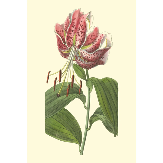 Japanese Lily by Sydenham Edwards - Wrapped Canvas Painting