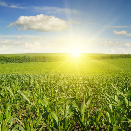 Beautiful Sunset On Corn Field