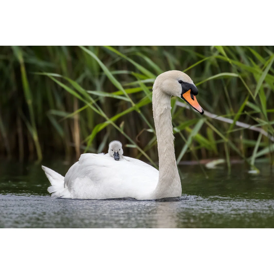 Mute Swan by Shaftinaction - Wrapped Canvas Photograph