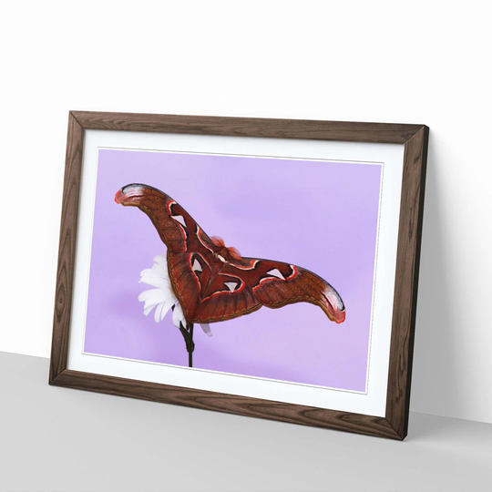 'Moth on White Flower' Framed Photographic Print