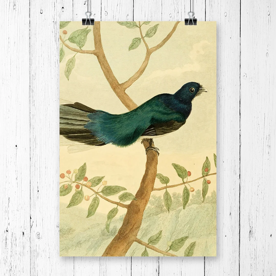 'Vintage Charles R Ryley Leverian Trogon' Graphic Art