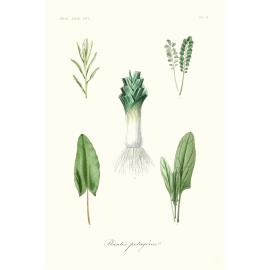 Fruit & Vegetable Varieties I