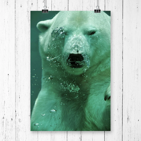 "Polar Bear Under Water" Graphic Art