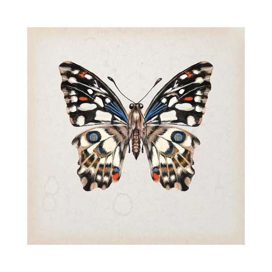 Butterfly Study II by Melissa Wang - Wrapped Canvas Painting