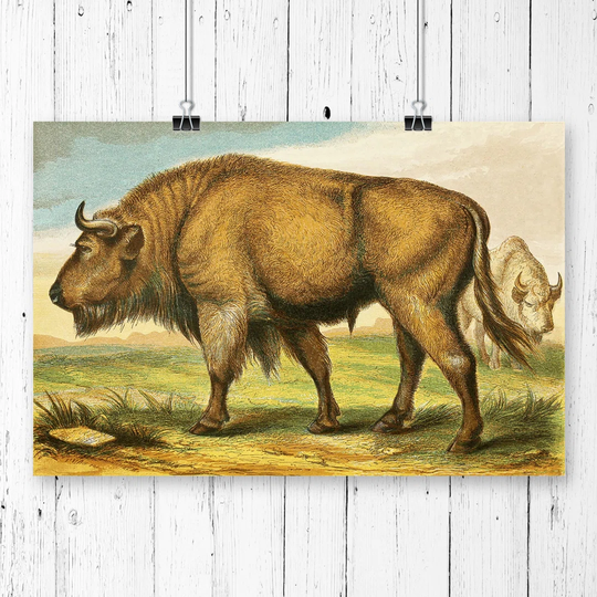 'Vintage Natural History Auroch' Graphic Art