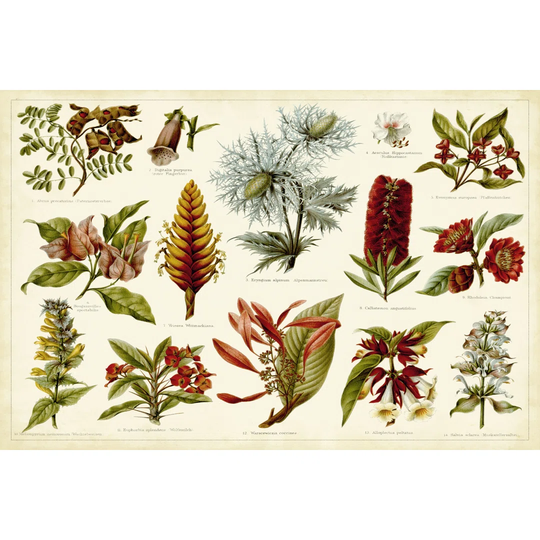 Tropical Botany Chart I by Meyers - Wrapped Canvas Graphic Art