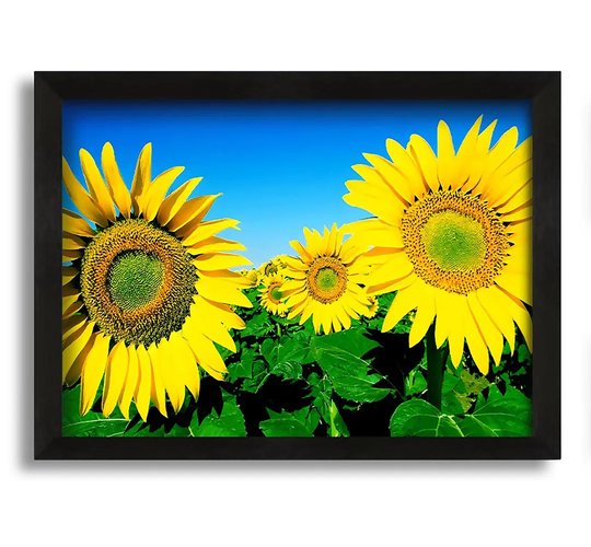 Huge Sunflower Heads in the Blue Cloudless Sky - Picture Frame Photograph on Canvas