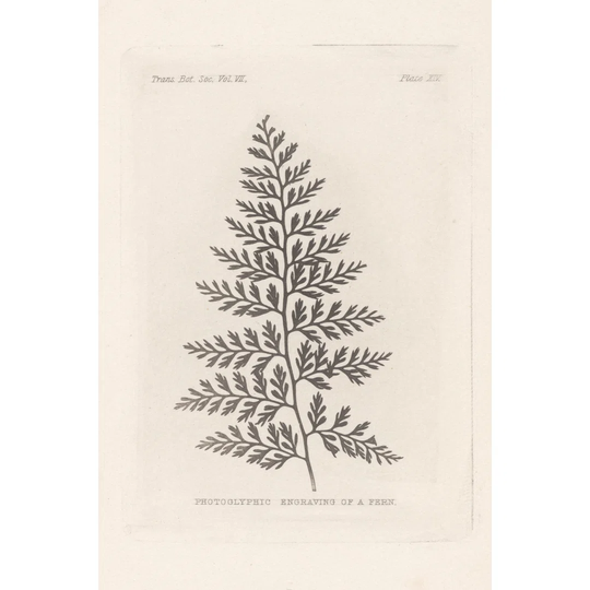 Fern Engraving by Wild Apple Portfolio - Wrapped Canvas Graphic Art