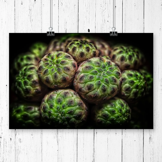 'Green Cactus' Graphic Art