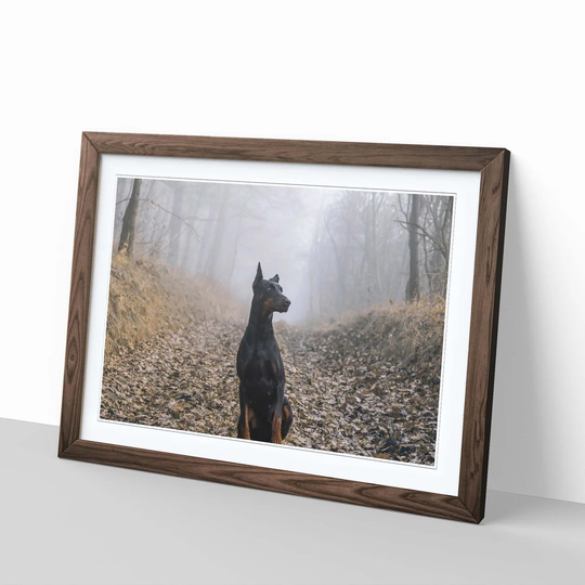 'Doberman Dog 3' Framed Photographic Print