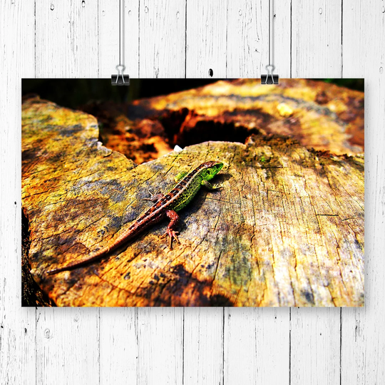 'Lizard Reptile' Photographic Print