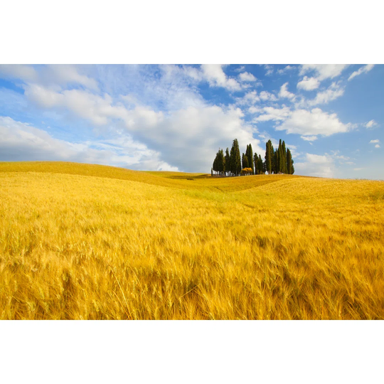 Typical Landscape In Tuscany