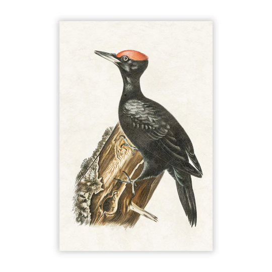 'Dryocopus Woodpecker' by Von Wright - Unframed Painting Print on Paper