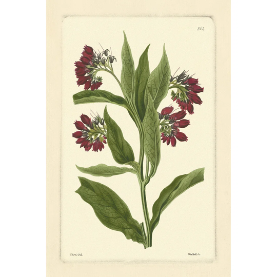 Curtis Botanical I by Vision Studio - Wrapped Canvas Painting