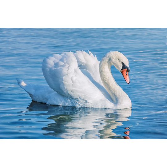Swan on the Lake - Wrapped Canvas Photograph