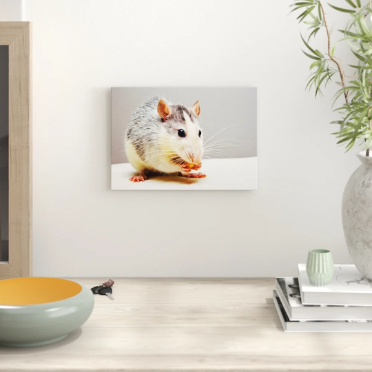 'White & Grey Rat' Photographic Print