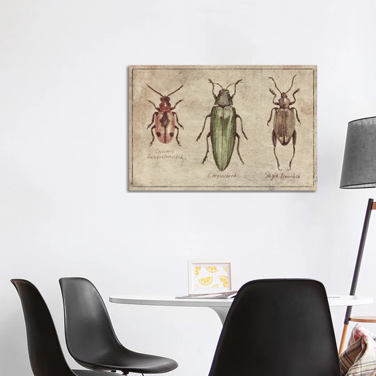 Crioceris Quinquepunctata- Chrysochroa-Sagra Femorata 2 by Mike Koubou - Wrapped Canvas Graphic Art