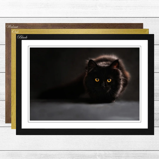 Black Cat Framed Photographic Print