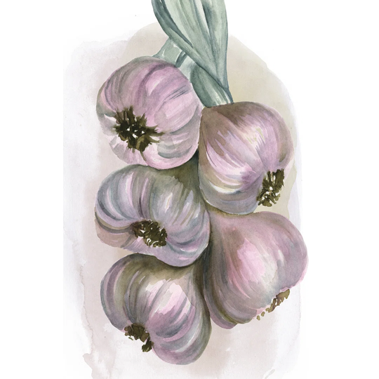 Garlic Braid II
