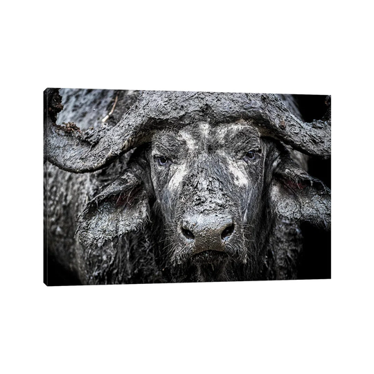 Closeup Muddy Cape Buffalo II - Print on Canvas