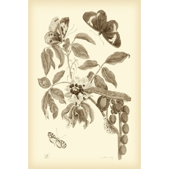 Nature Study In Sepia II - Wrapped Canvas Art Prints
