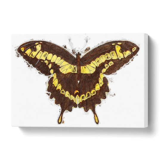 'A Papilio Butterfly' by George Shaw - Wrapped Canvas Painting Print