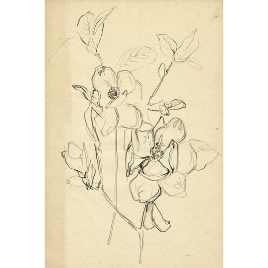 Shape Flower Sketch II by Jennifer Paxton Parker - Wrapped Canvas Art Prints