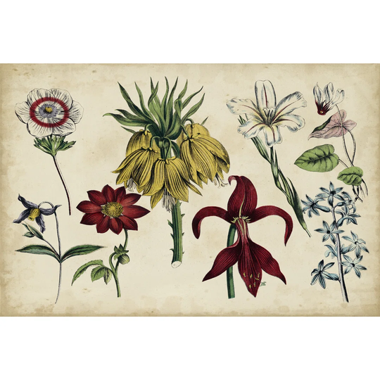 Antique Botanical Chart III - Wrapped Canvas Painting