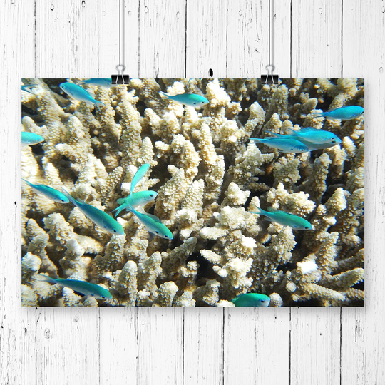 'Coral Reef Blue Fish' Photographic Print