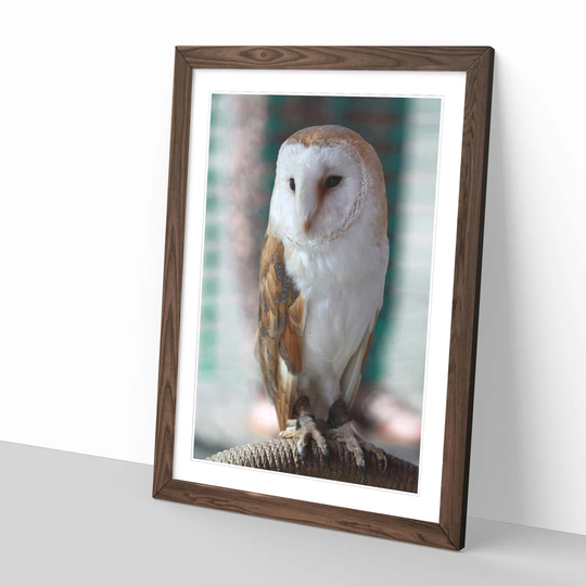 Barn Owl Framed Photographic Print