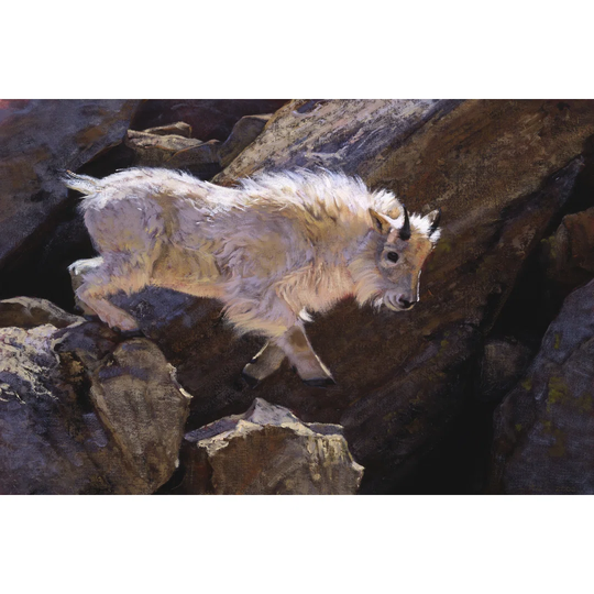 Rockhopper by Julie T. Chapman - Wrapped Canvas Photograph