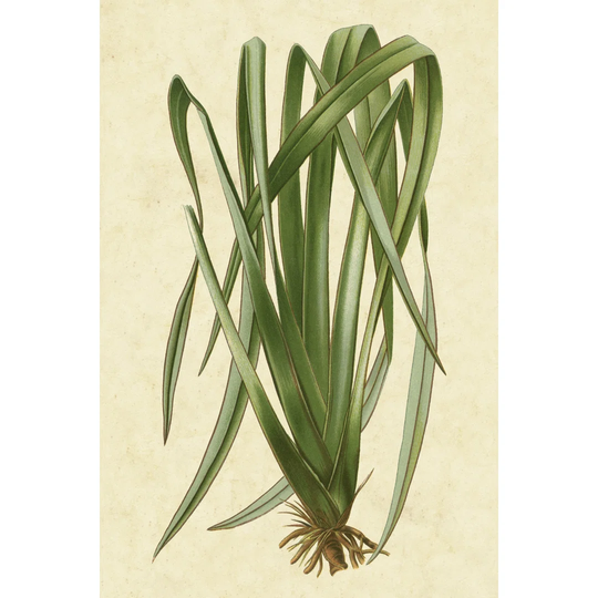 New Zealand Flax - Wrapped Canvas Art Prints