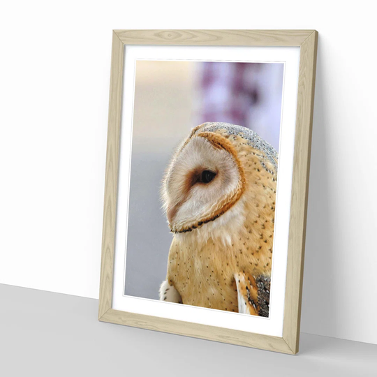 Barn Owl Bird 3 Framed Photographic Print