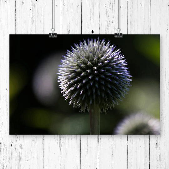 "Flower Globe Thistle" Graphic Art
