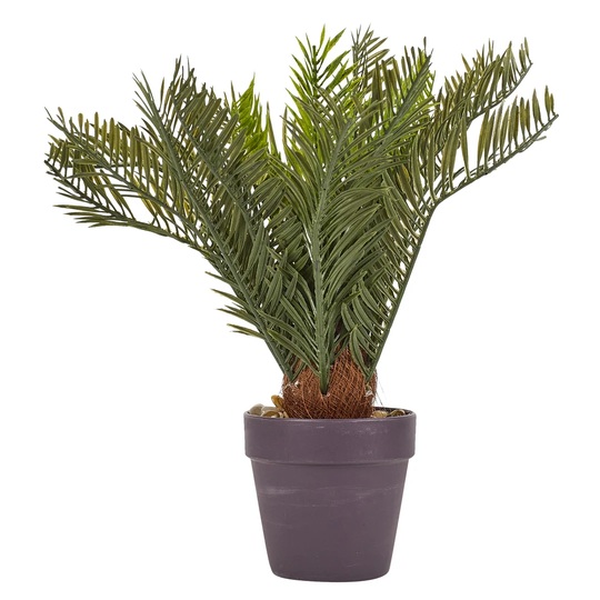 2 X Palmtree In Brown Pot 30Cm