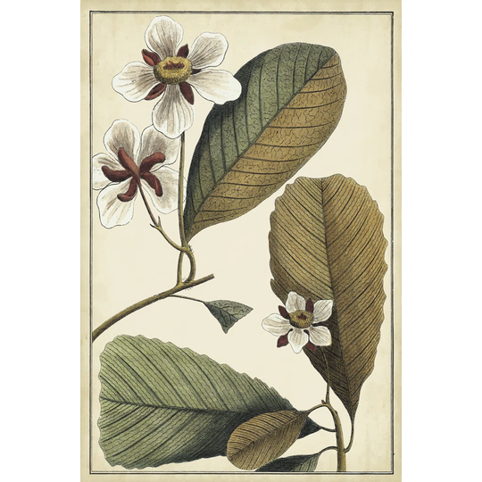 Ivory Botanical Study III by Vision Studio - Wrapped Canvas Graphic Art