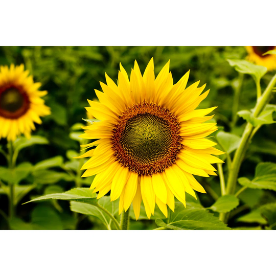 Sunflower Field